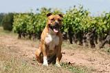 AMSTAFF ADULT 495